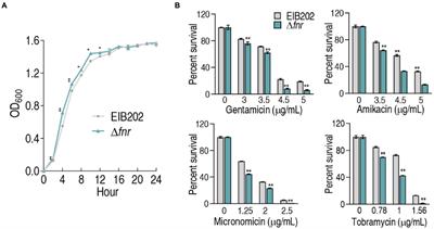 Global transcriptional regulator FNR regulates the pyruvate cycle and proton motive force to play a role in aminoglycosides resistance of Edwardsiella tarda